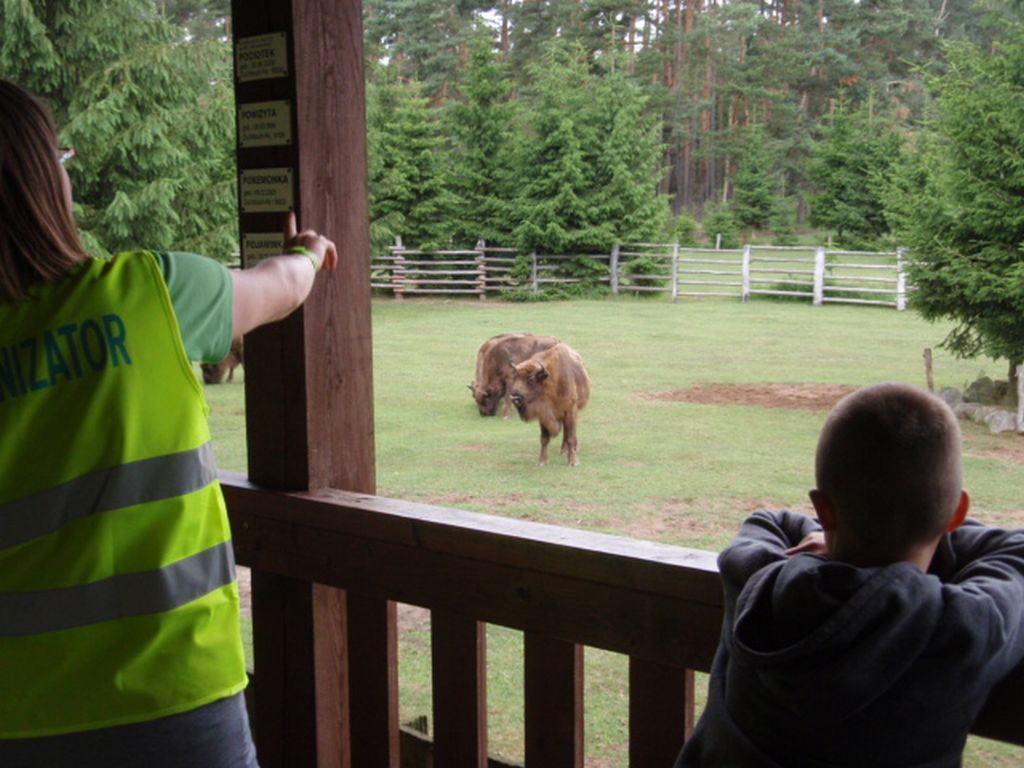 Zagroda żubr&oacute;w